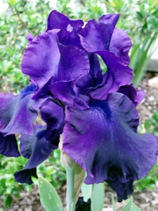 bearded-iris