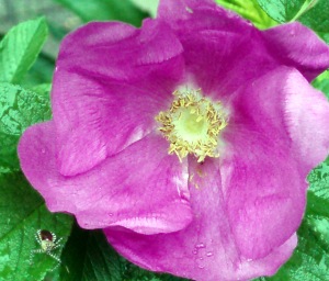 rugosa rose