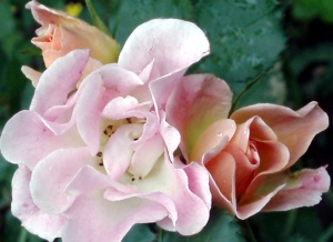 shrub rose