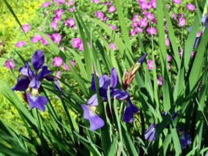 Siberian iris-geranium sanguineum-cranesbill