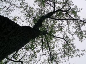 tulip-tree in early May 2009